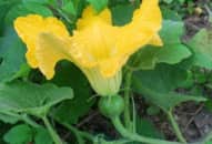 Công dụng chữa bệnh của rau quả