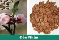 Đào nhân – thuốc hoạt huyết, trừ ứ