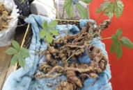 Những cây sâm quý bồi bổ sức khỏe