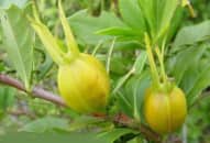 Chữa viêm gan bằng Đông y