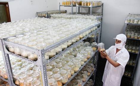 Sản xuất thành công đông trùng hạ thảo tại Việt Nam