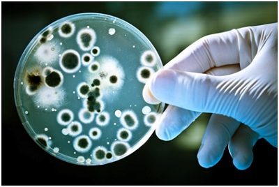 Vi khuẩn Hp kháng thuốc nguy hiểm nhưng đã có cách diệt
