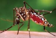 Y học chuyên sâu về các bệnh truyền nhiễm do côn trùng