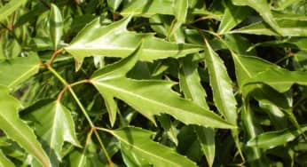 Cây đinh lăng chữa được bệnh gì?