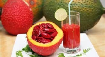 Tỉ công dụng chỉ có trong một quả gấc