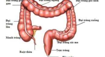 Vị trí và vai trò của manh tràng trong bộ máy tiêu hóa