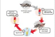 Sốt xuất huyết Dengue – những nguy hiểm khôn lường