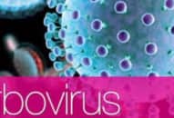 Bệnh do arbovirus và arenavirus gây đau