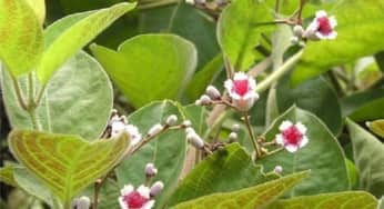 Bài thuốc đông y chữa bệnh từ lá mơ lông