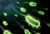 Vi khuẩn Hp (helicobacter pylori) sống như thế nào, thực phẩm nào trị được vi khuẩn Hp