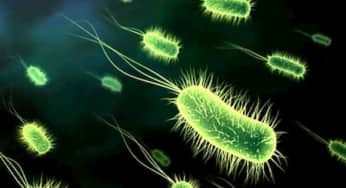 Vi khuẩn Hp (helicobacter pylori) sống như thế nào, thực phẩm nào trị được vi khuẩn Hp