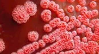 Bệnh Melioidosis (bệnh Whitmore): Sự nguy hiểm và nguy cơ mắc bệnh
