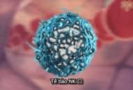 Cơ chế hoạt động của tế bào miễn dịch NK chống lại tế bào ung thư