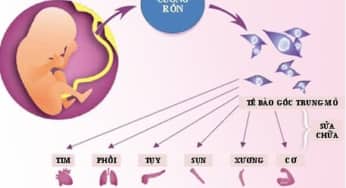Lưu trữ tế bào gốc từ máu cuống rốn có lợi ích gì? Chi phí bao nhiêu?