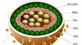 Quy trình sản xuất que thử phát hiện nhanh rota virus