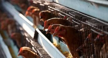 Ổ dịch cúm gia cầm H5N1 xuất hiện gần tâm điểm virus corona ở Hồ Nam, Trung Quốc