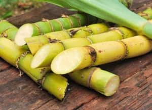 3 thực phẩm giúp dịu cơn ho, dưỡng ẩm phổi nên ăn trong mùa lạnh