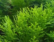 7 cách ngăn ngừa rụng tóc từ lá trắc bách diệp