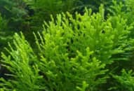 7 cách ngăn ngừa rụng tóc từ lá trắc bách diệp