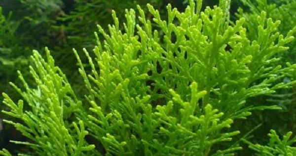 7 cách ngăn ngừa rụng tóc từ lá trắc bách diệp