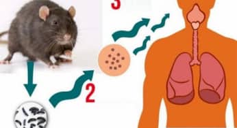 Hanta Virus: triệu chứng, nguồn gốc, cơ chế gây bệnh, phòng và điều trị