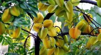 Bài thuốc chữa bệnh cực hay từ cây khế