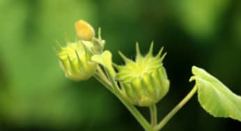 Bài thuốc chữa bệnh hay từ cây cối xay