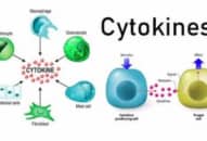 Bão Cytokine là gì? Nguy hiểm nhất cho bệnh nhân covid-19