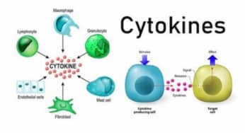 Bão Cytokine là gì? Nguy hiểm nhất cho bệnh nhân covid-19