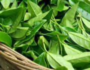 Bí kíp giảm rụng tóc, kích thích mọc tóc từ trà xanh