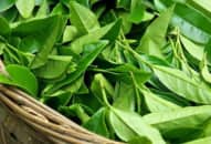 Bí kíp giảm rụng tóc, kích thích mọc tóc từ trà xanh