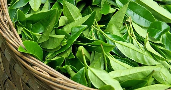 Bí kíp giảm rụng tóc, kích thích mọc tóc từ trà xanh