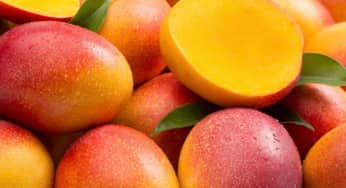 Bí quyết dưỡng da từ vỏ xoài rất đơn giản