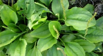 Bí quyết giải độc gan từ các loại cây thảo dược