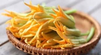 Các lợi ích tuyệt vời của hoa bí ngô với sức khỏe