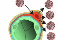 Cách SARS-CoV-2 lây nhiễm các tế bào não theo nghiên cứu mới