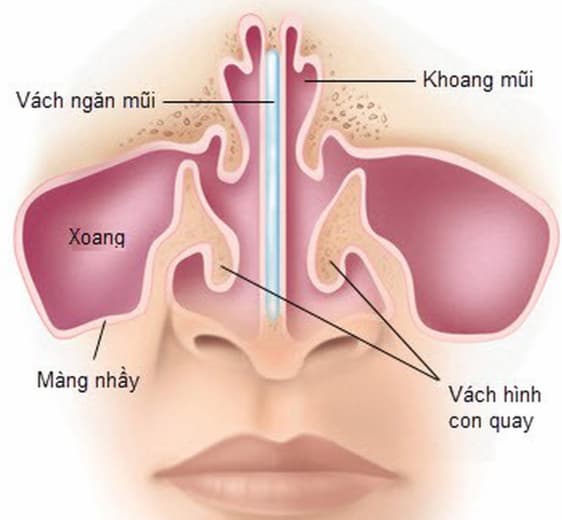 Chẩn đoán, xử trí chấn thương tai mũi họng