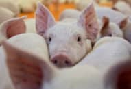 Chủng cúm lợn tại Trung Quốc có khả năng gây đại dịch hay không?