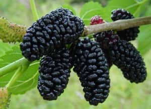 Dâu tằm: bổ huyết, trị mất ngủ cực tốt không thể bỏ qua