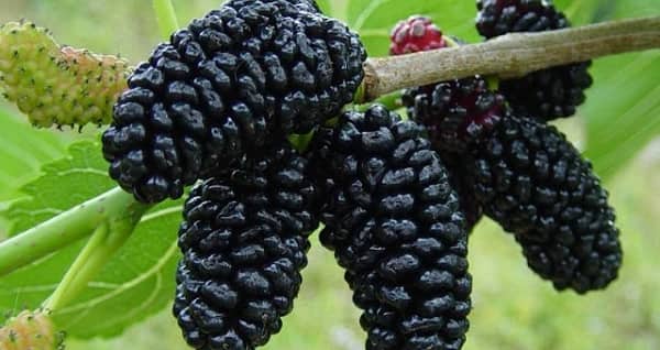 Dâu tằm: bổ huyết, trị mất ngủ cực tốt không thể bỏ qua