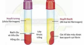 Để hiểu sự khác biệt giữa huyết thanh và huyết tương