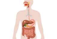 Hệ thống đường tiêu hóa trong cơ thể con người