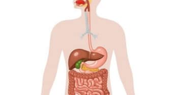 Hệ thống đường tiêu hóa trong cơ thể con người