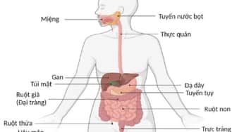 Đường tiêu hóa và các căn bệnh phổ biến