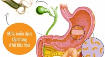 Hệ thống tiêu hóa quan trọng đến mức nào? Chúng nghiền thức ăn thành năng lượng ra sao