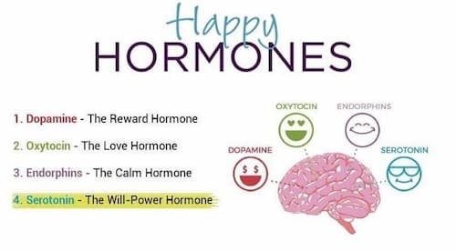 Hormon Serotonin quan trọng với các chức năng trong cơ thể như thế nào