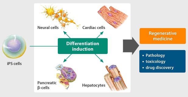 Vai trò của tế bào gốc đa năng cảm ứng, tế bào iPS