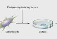 Vai trò của tế bào gốc đa năng cảm ứng, tế bào iPS (iPS cell)