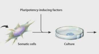 Vai trò của tế bào gốc đa năng cảm ứng, tế bào iPS (iPS cell)
