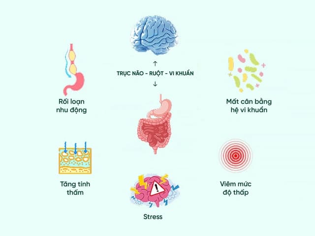 Hội chứng ruột kích thịch (IBS) góc nhìn mới từ trục não ruột